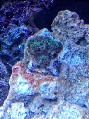 reefgen pocillopora.jpg