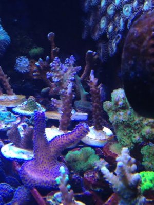 ora miami orchid acro.jpg