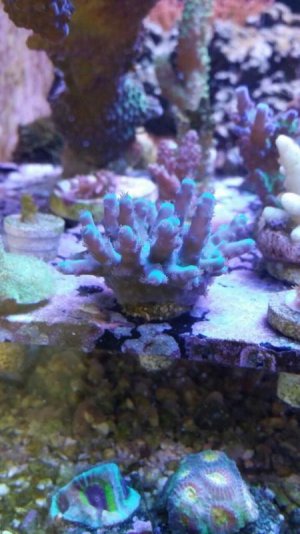 ImageUploadedByTapatalk1433357119.833268.jpg ImageUploadedByTapatalk1433357119.833268.jpg