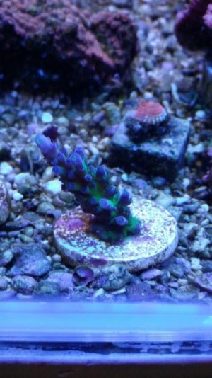 ImageUploadedByTapatalk1433357090.544674.jpg ImageUploadedByTapatalk1433357090.544674.jpg