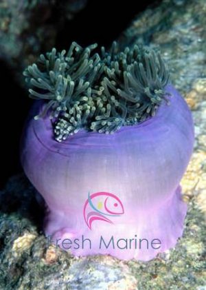 ritteri-anemone-heteractis-magnifica-sea-anemone-bulb-tip-anemome-maroon-anemone-yellow-tipped-l.jpg