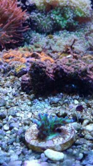 ImageUploadedByTapatalk1433357108.684226.jpg ImageUploadedByTapatalk1433357108.684226.jpg