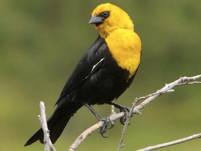 Yellow-headed Blackbird.jpg