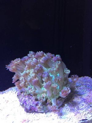 ImageUploadedByTapatalk1431108108.614414.jpg