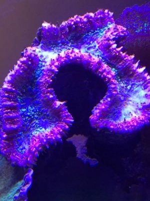 Coral.jpg