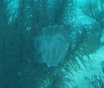 jelly.jpg