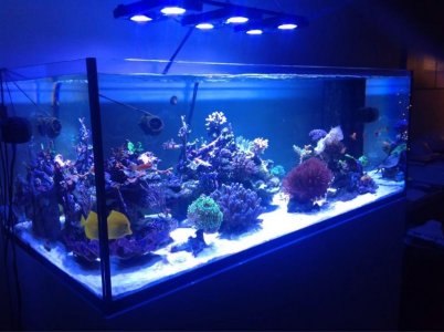 ImageUploadedByTapatalk1431164877.226465.jpg ImageUploadedByTapatalk1431164877.226465.jpg