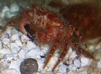 Crab01.jpg
