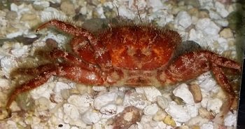Crab02.jpg