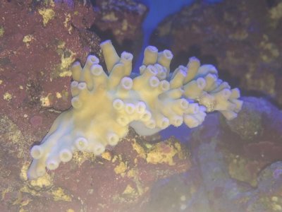 unknown coral.jpg