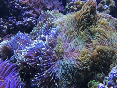 Magnifica and Gigantea2015060701.jpg