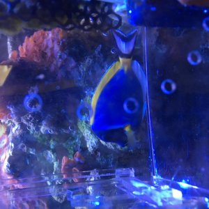 Powder Blue Tang.jpg