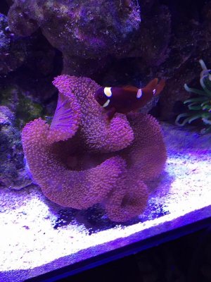 Red Rainbow Carpet.jpg