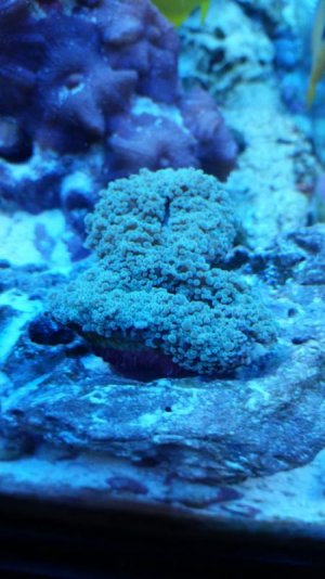Frogspawn_4a.jpg