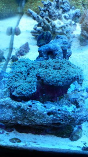 Frogspawn_5a.jpg
