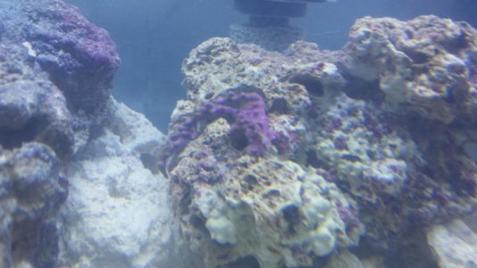 green star polyps.jpg