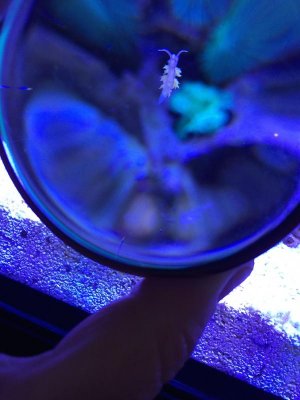 nudibranch.jpg