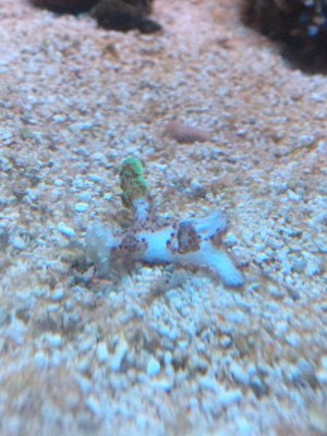 ImageUploadedByTapatalk1431612459.146905.jpg ImageUploadedByTapatalk1431612459.146905.jpg