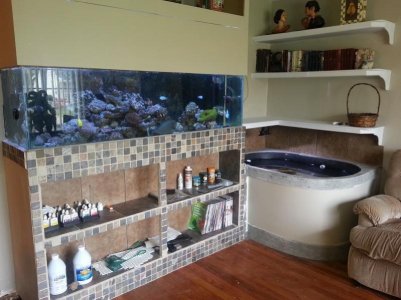 reef tank and pond.jpg