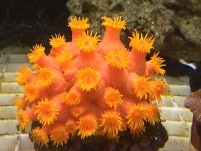 sun coral a.jpg