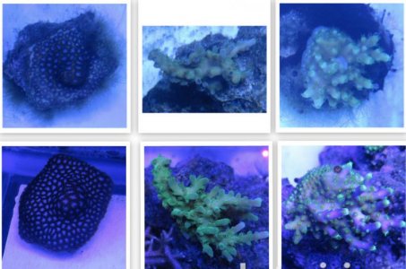Coral growth shot.jpg