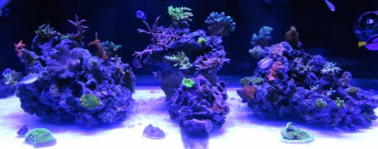 40g breeder no optics.jpg