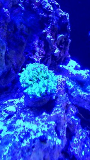 coral 2.jpg