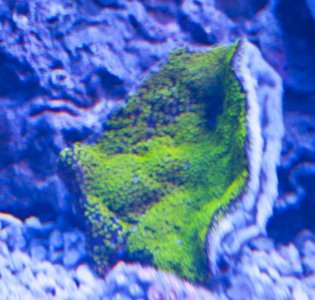 unbleached peice.jpg