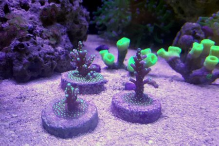 tri color frags.jpg
