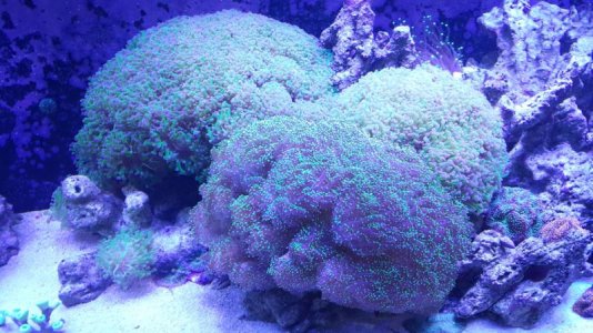 frogspawn.jpg