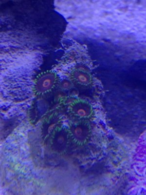 Unknown Zoanthids.jpg