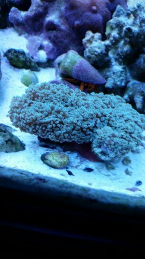 Frogspawn_6-14-15.jpg