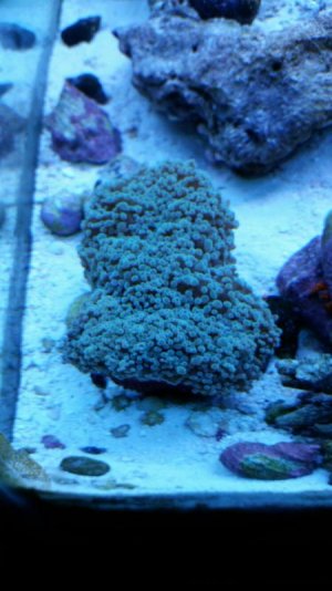 Frogspawn_6-14-15a.jpg