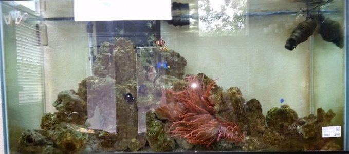 Brad's Reef 1.jpg