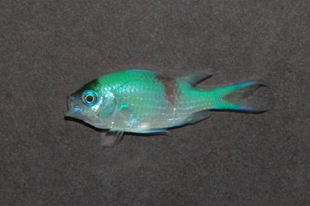 chromis.jpeg