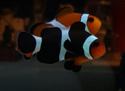 clownfish2.jpg