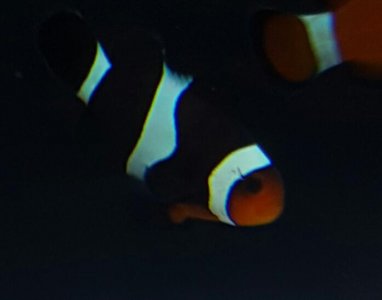 clownfish4.jpg
