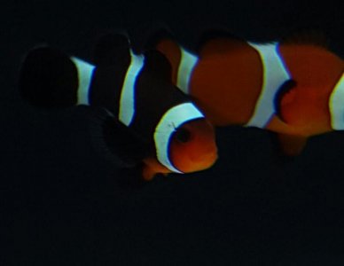 clownfish3.jpg
