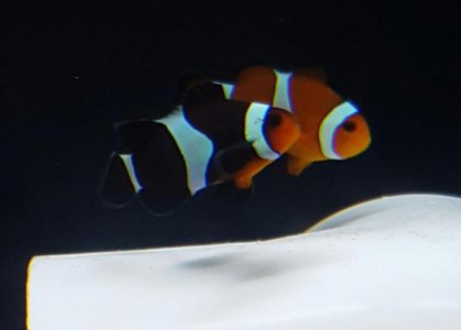 clownfish1.jpg