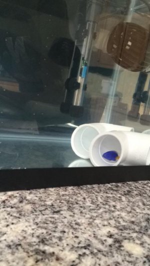 ImageUploadedByTapatalk1435182144.007582.jpg ImageUploadedByTapatalk1435182144.007582.jpg