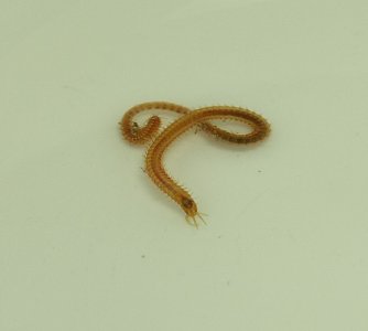 Bristle worm.jpg