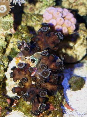 Black Sun Coral 1.jpg