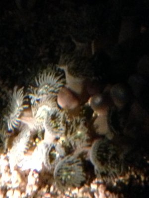 zoa1.jpg