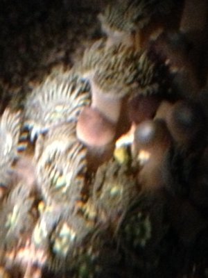 zoa2.jpg