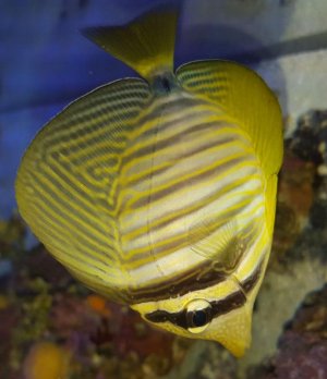 sailfin.jpg