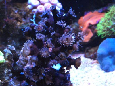 BlackSunCoral62915.jpg