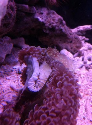 coral1.jpg