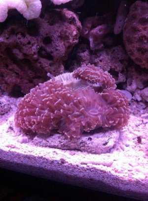 coral2.jpg