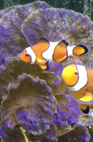 clownfish.jpg