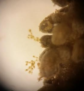 Screen Shot 2015-07-01 at 5.22.09 PM.png